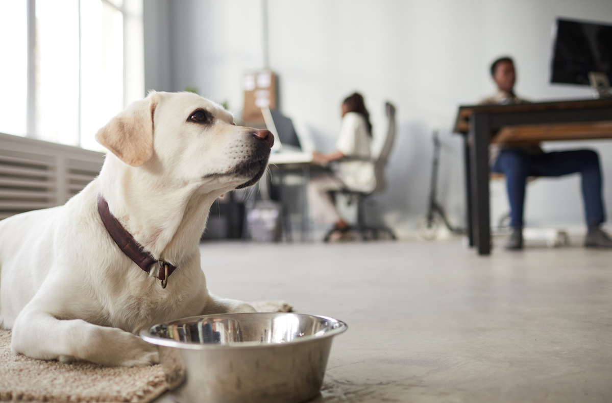 dog friendly coworking spaces unleash workday joy