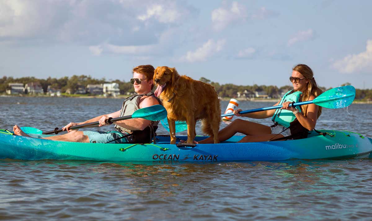 dog friendly kayaking spots ultimate paddling adventures