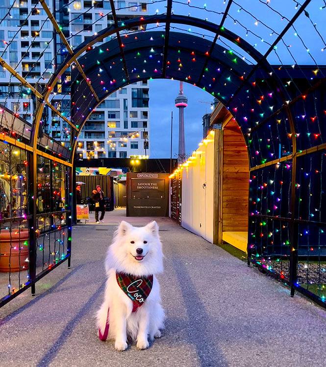 Dog-Friendly Outdoor Markets in Canada: Top Picks!
