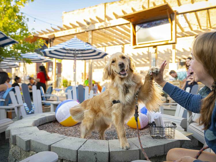 dog friendly rooftop bars in the usa paws pints