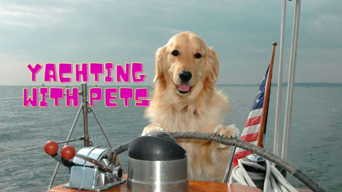Dog-Friendly Sailing Trips: Ultimate Guide for Pet Lovers