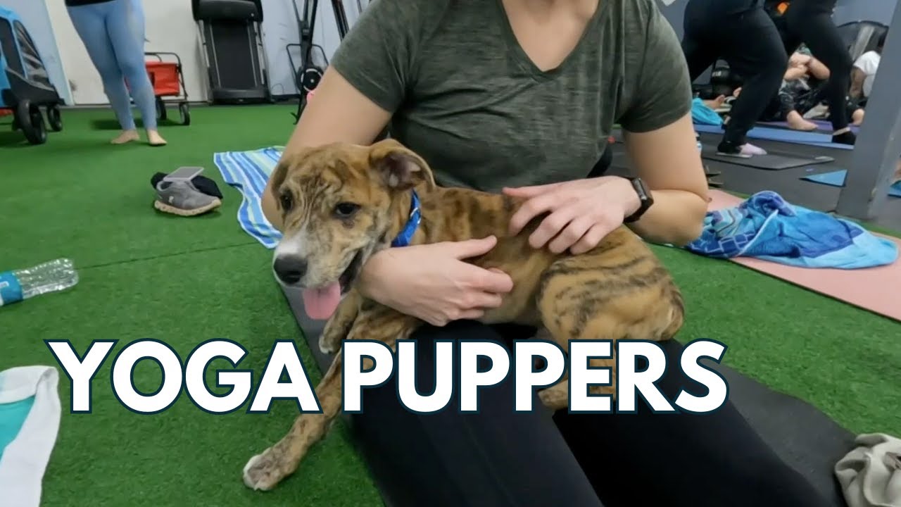 dog friendly yoga classes in the uk unleash zen 1