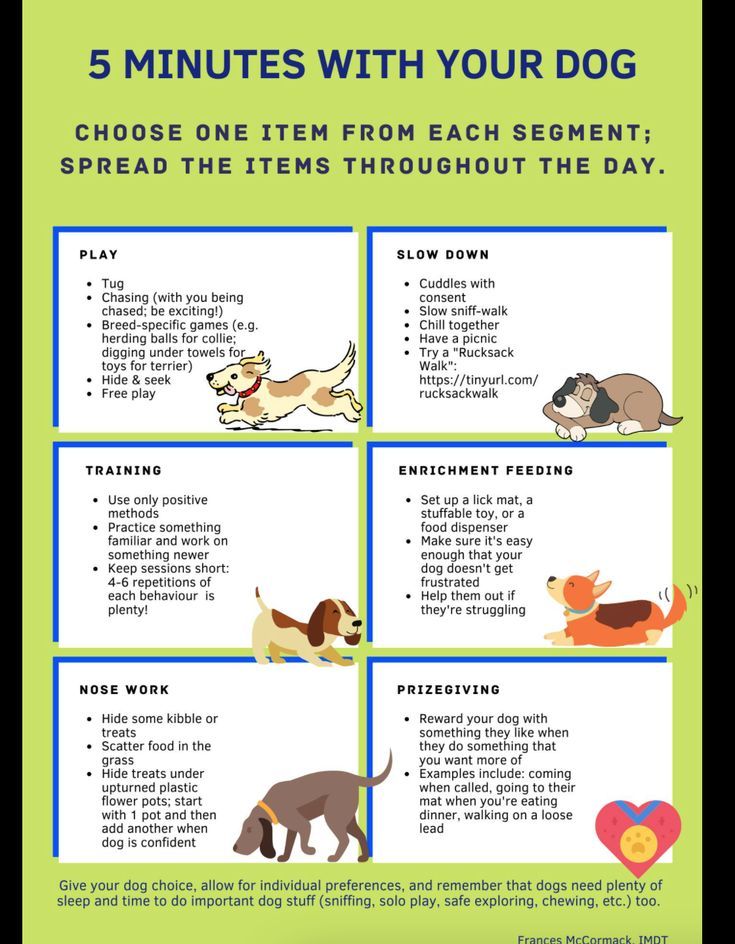 Dog Fun Day Ideas: Exciting Activities to Enjoy with Your Pup