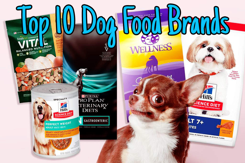 Dog Nutrition Comparison: Unveil the Best for Your Pet
