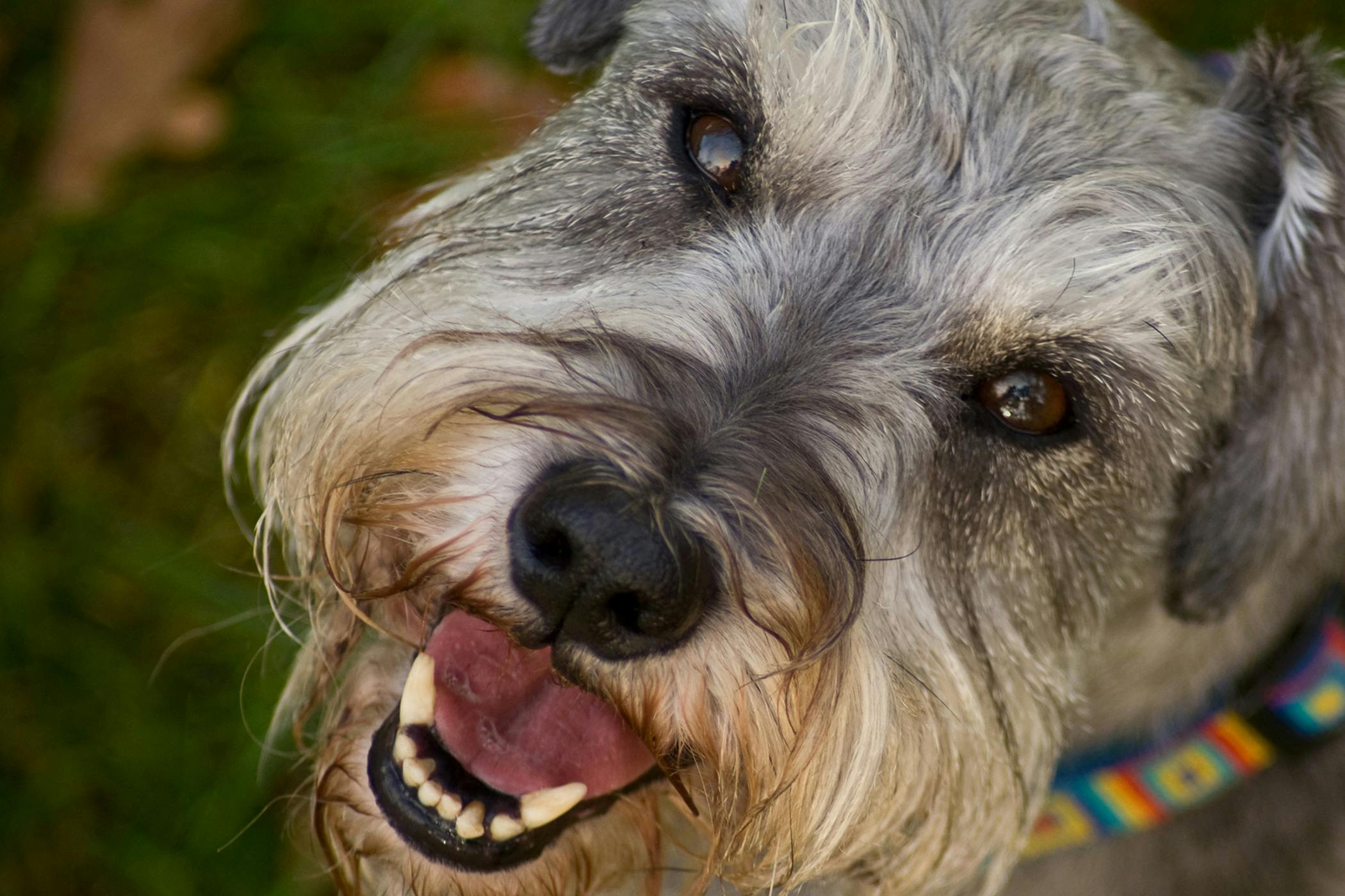 dog retinal reattachment side effects what to