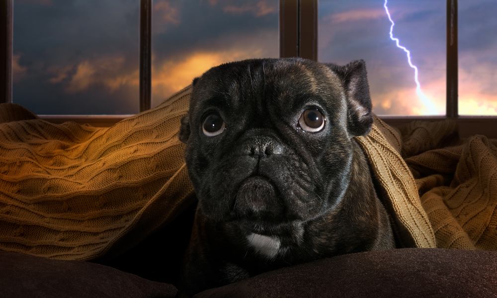 dog scared of thunder calm your pet during storms