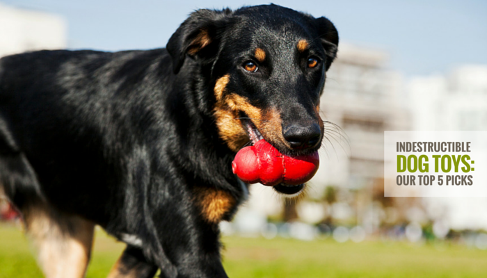 Dog Toys That Can’t Be Destroyed: Indestructible Picks