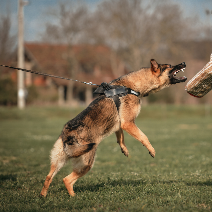 Dog Training for Aggressive Dogs: Effective Strategies That Work