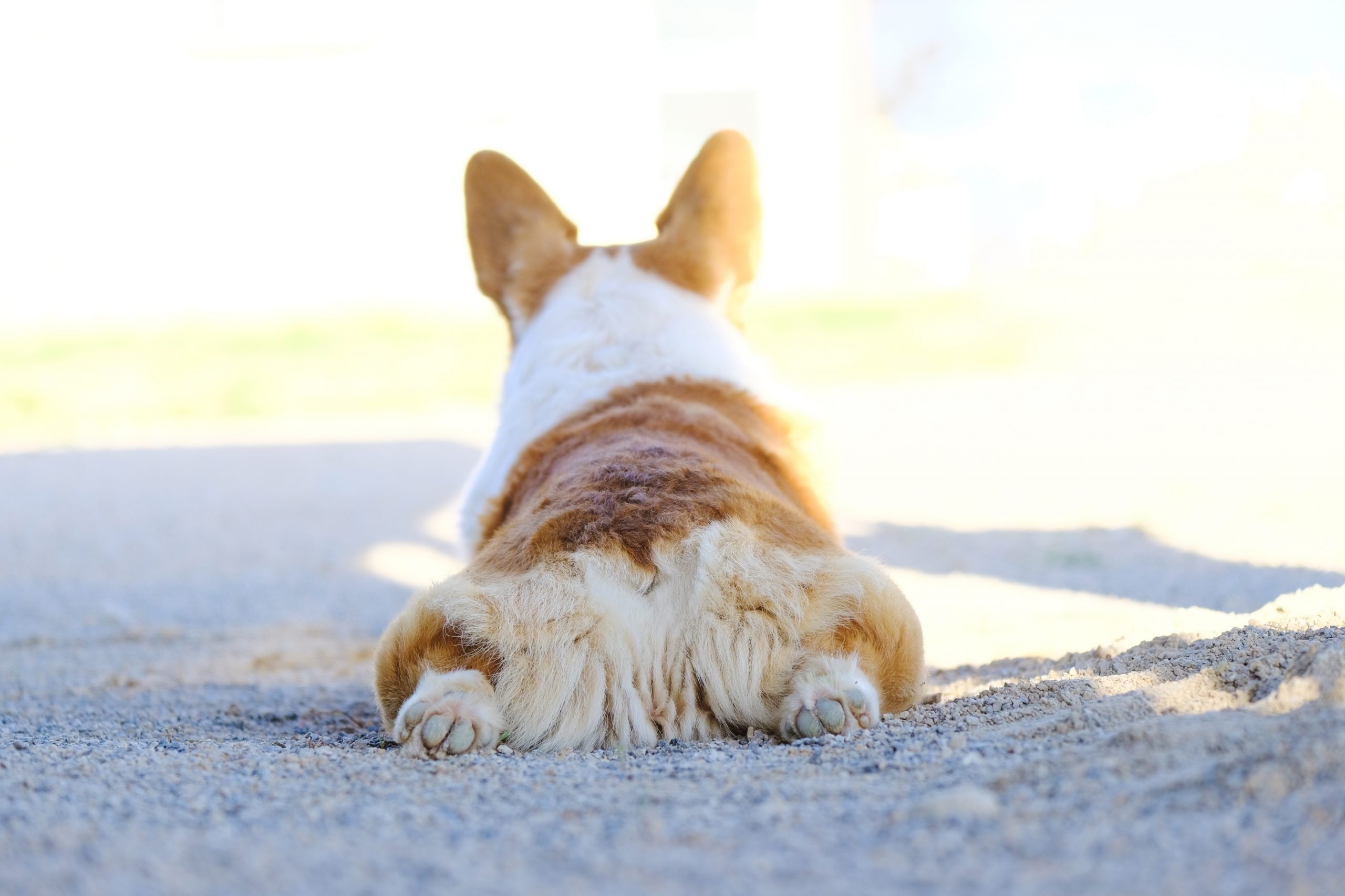 Dog Won’t Pee Outside: Quick Fixes for Frustrated Owners
