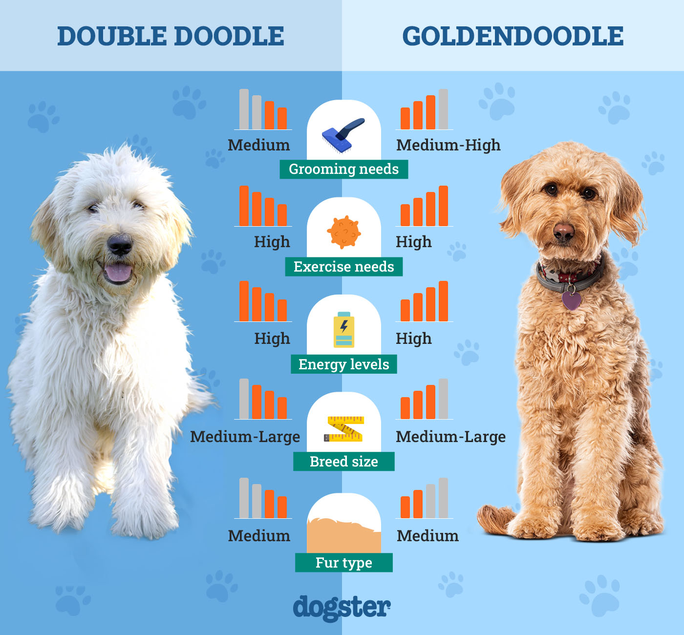Double Doodle Vs Goldendoodle: Ultimate Comparison Guide