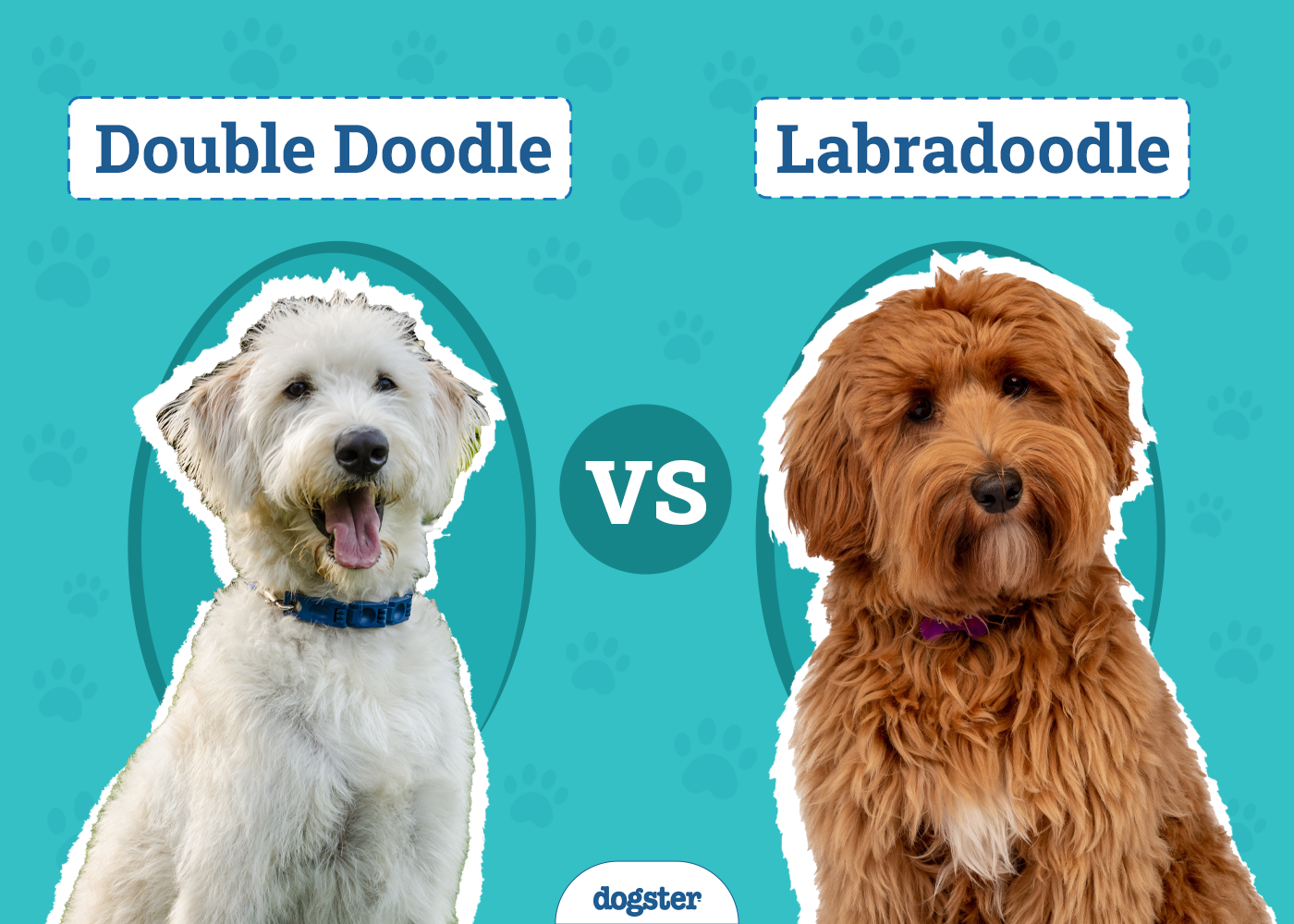 Double Doodle Vs Labradoodle: Unveiling the Best Pooch!