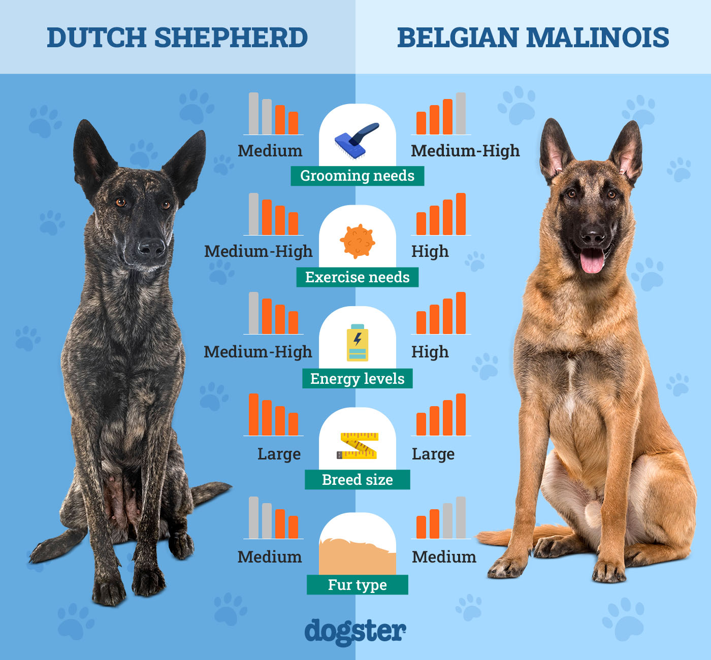 dutch shepherd vs belgian malinois ultimate breed comparison