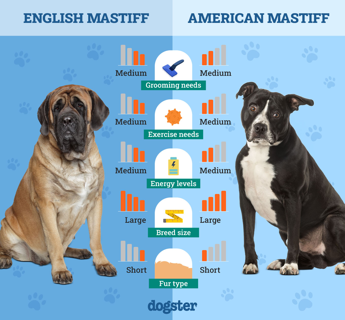 English Mastiff Vs American Mastiff: Ultimate Breed Comparison