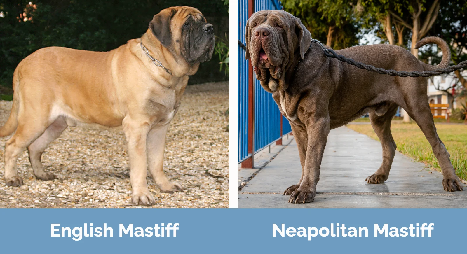 english mastiff vs neapolitan mastiff gentle giants face off
