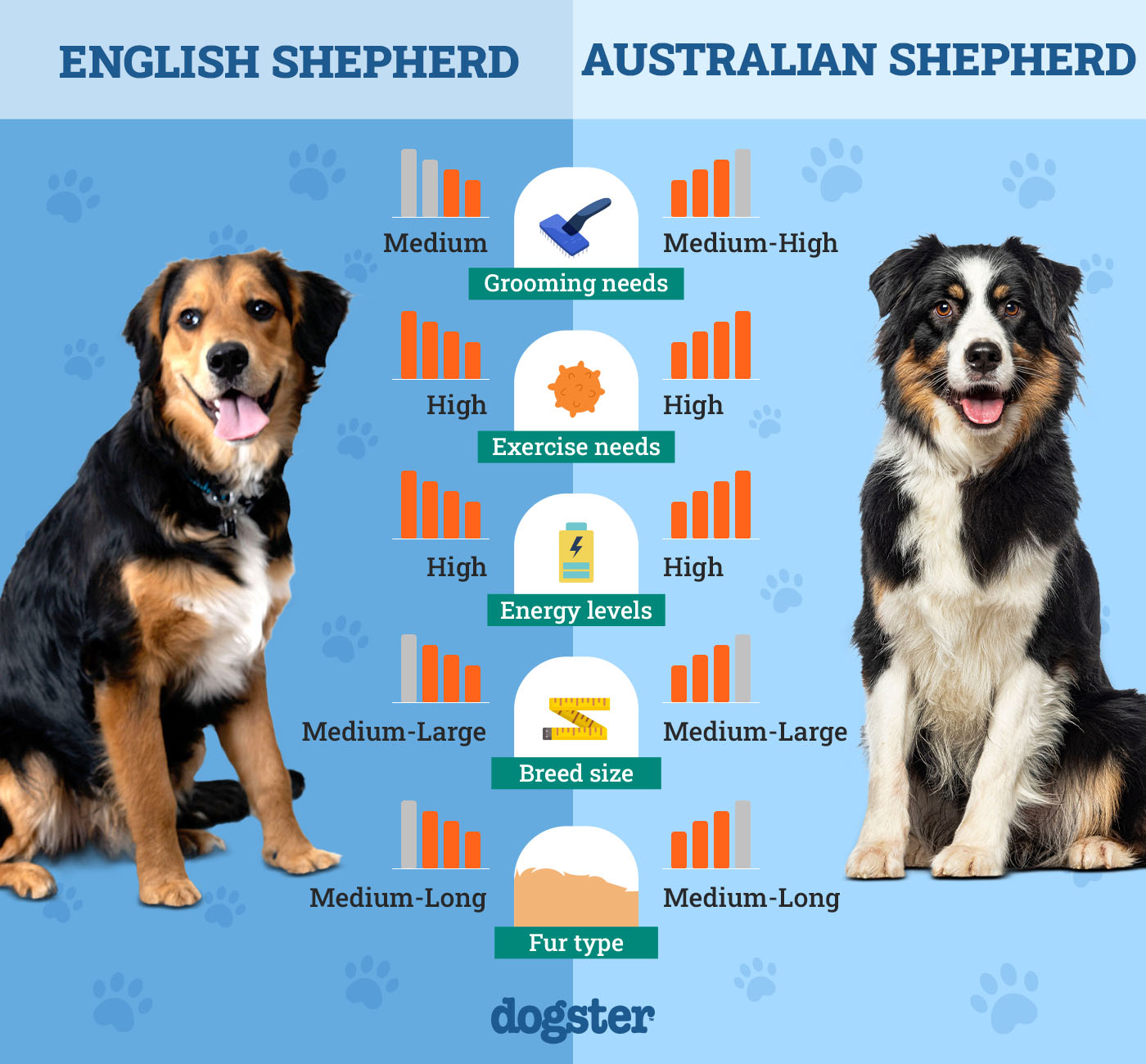 English Shepherd Vs Australian Shepherd: Breed Battle