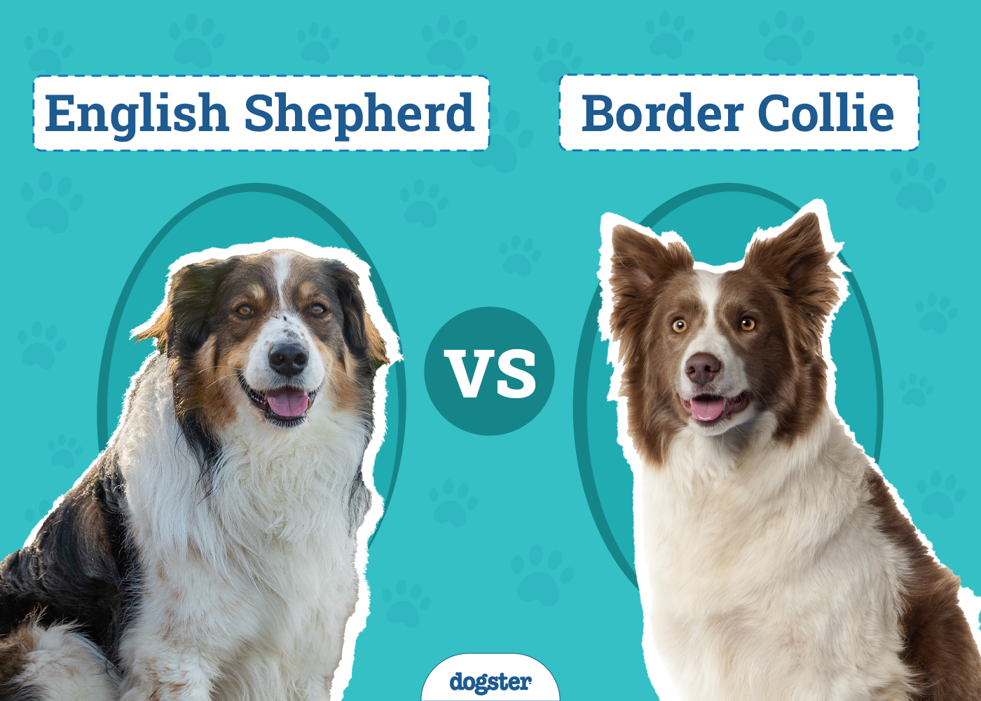 english shepherd vs border collie ultimate breed comparison