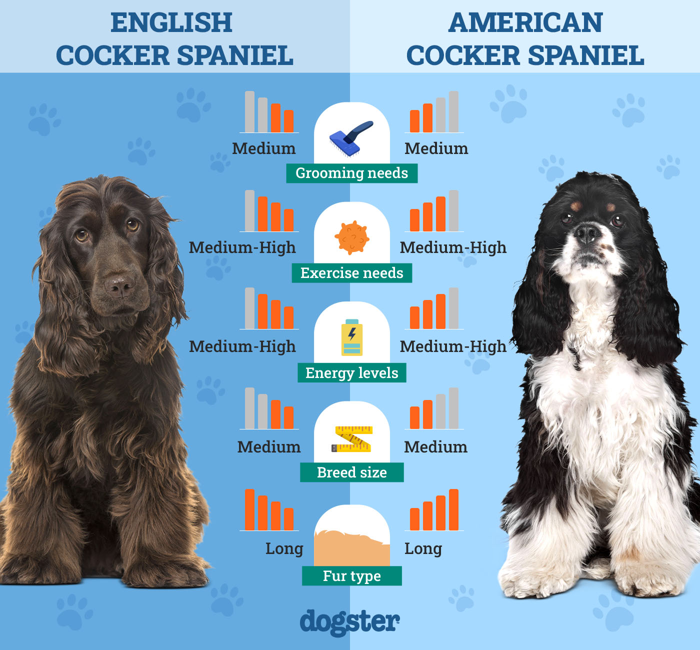 English Vs American Cocker Spaniel: Key Differences Explained