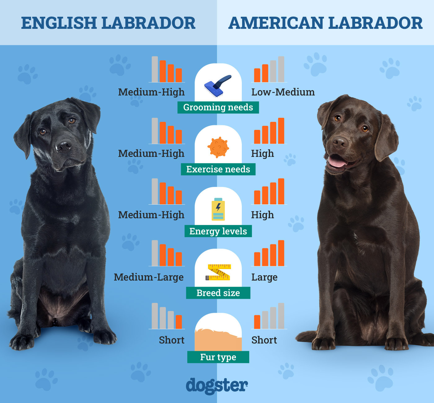 English Vs American Labrador: Unveiling the Differences