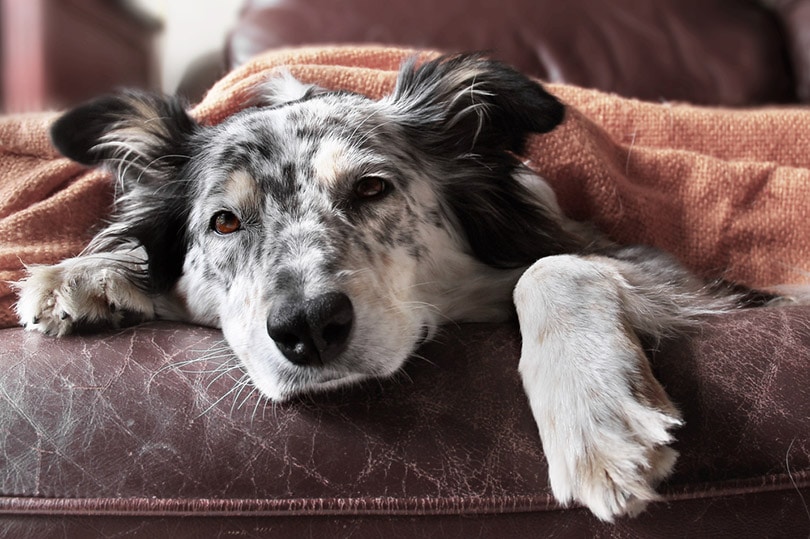epilepsy in border collies vets guide to effective management