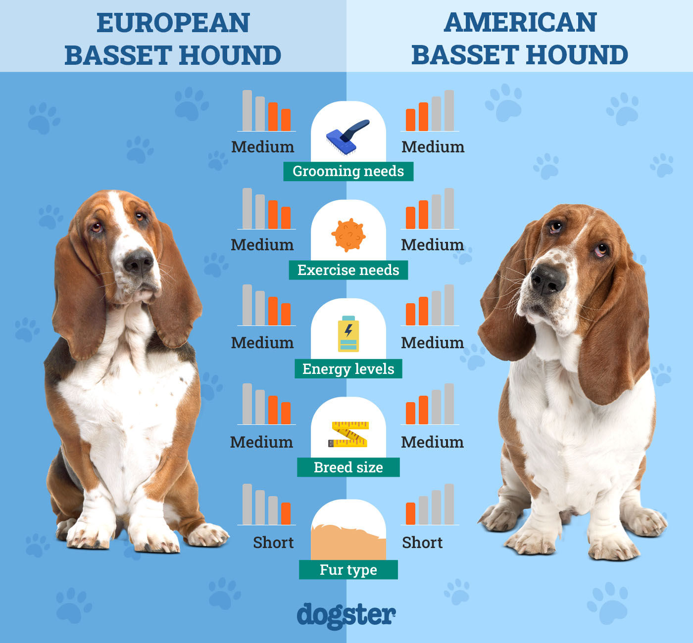 European Vs American Basset Hound: Unleashing the Differences