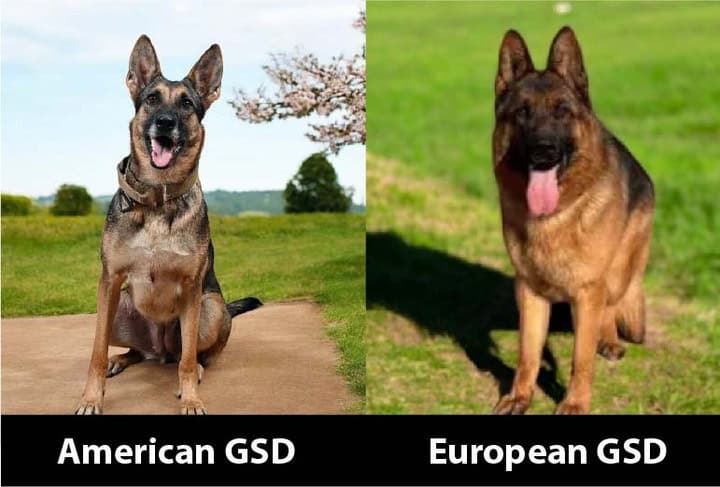 European Vs American German Shepherd: Key Differences