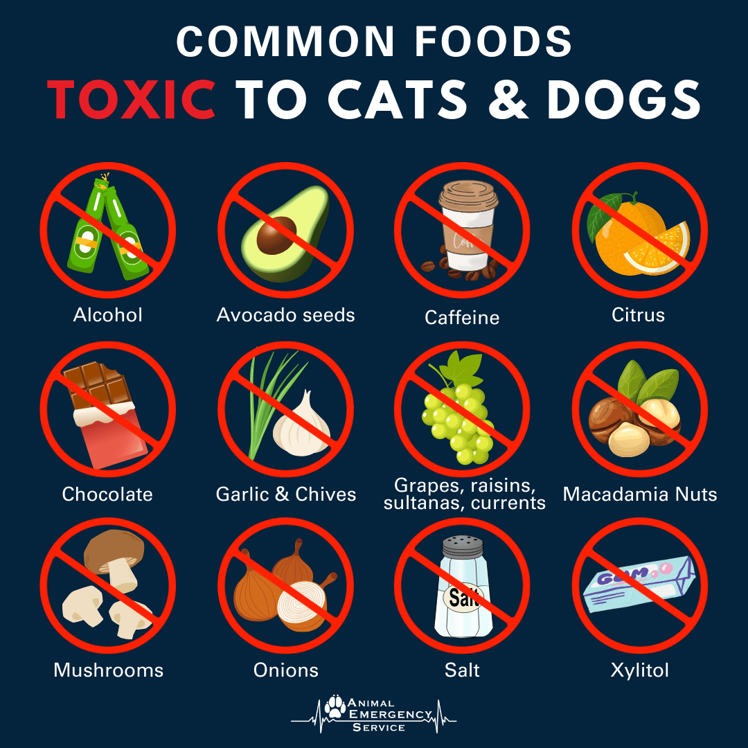 Food Dogs Can Not Eat: Dangerous Items to Avoid