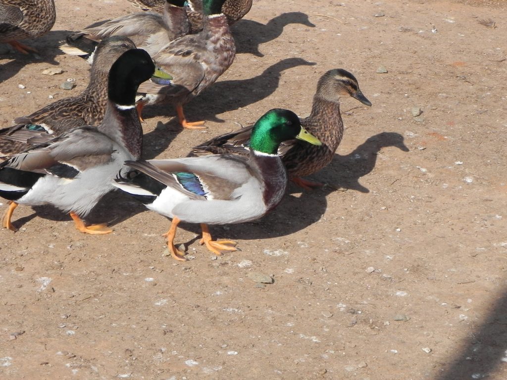 frozen ducks for dog training unleash success