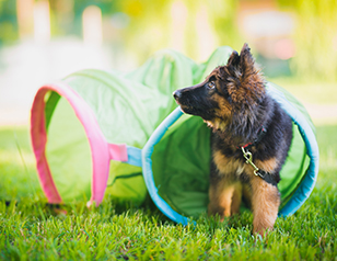 Fun Dog Training Ideas: Transform Playtime into Learning