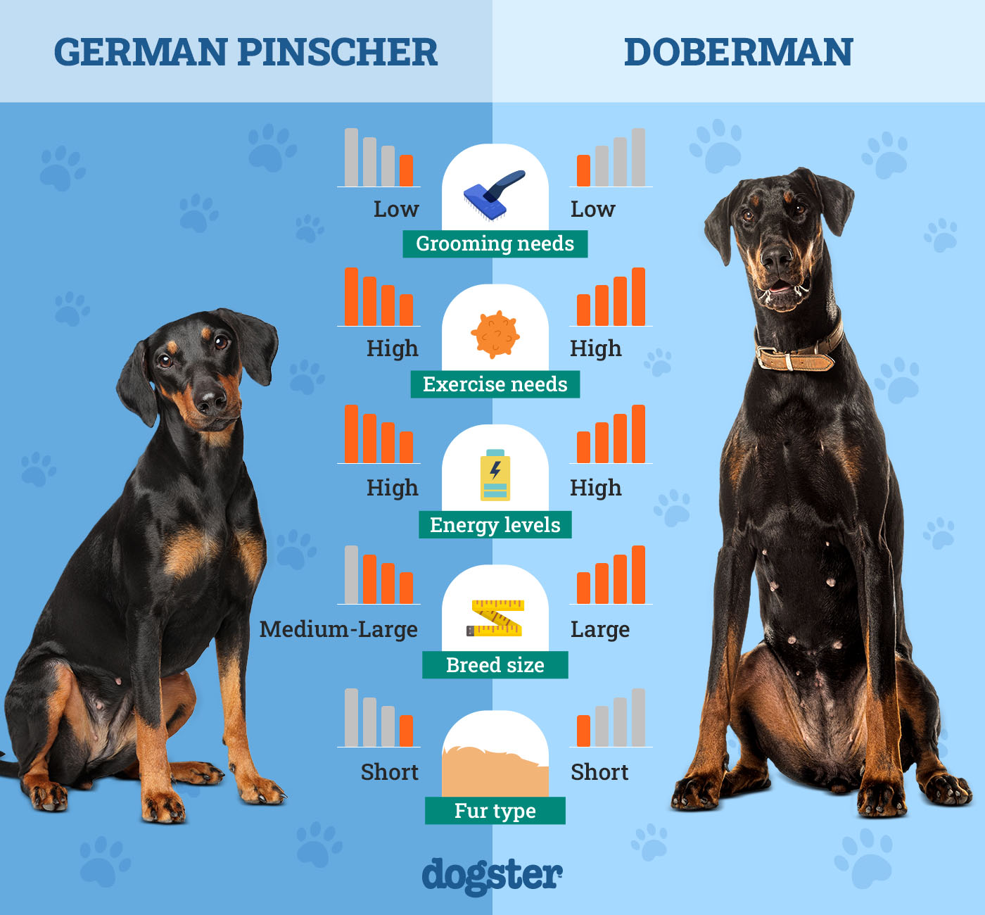 German Pinscher Vs Doberman: Key Differences & Similarities