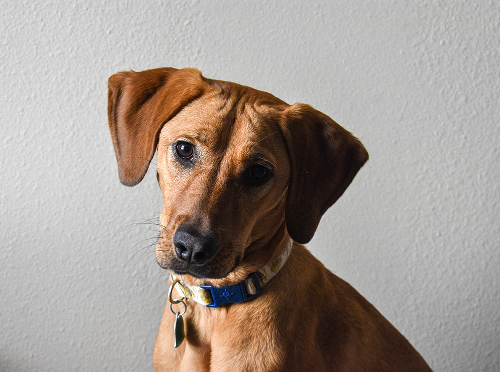 german shepherd bloodhound mix unveiling the ultimate tracker