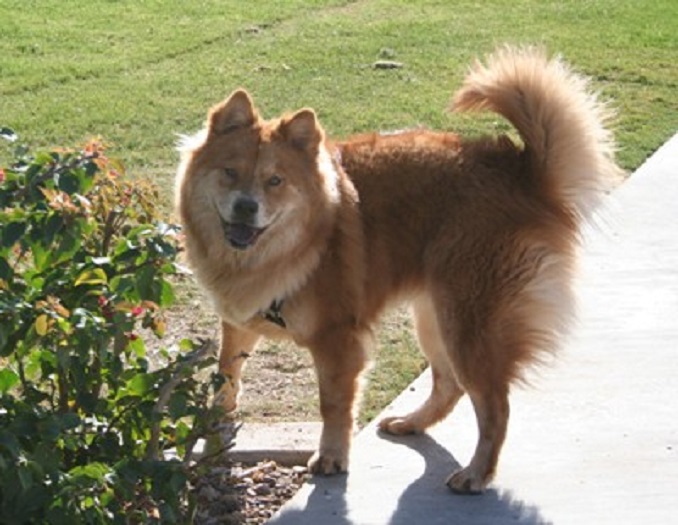 German Shepherd Chow Mix: Unveiling the Ultimate Guide