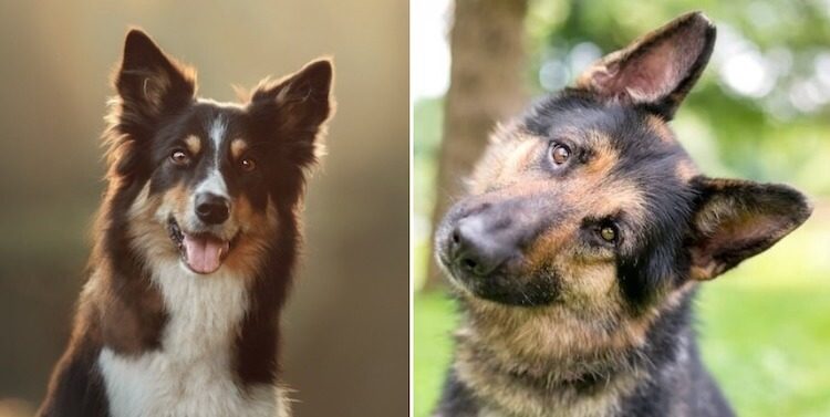 german shepherd collie mix the ultimate guide
