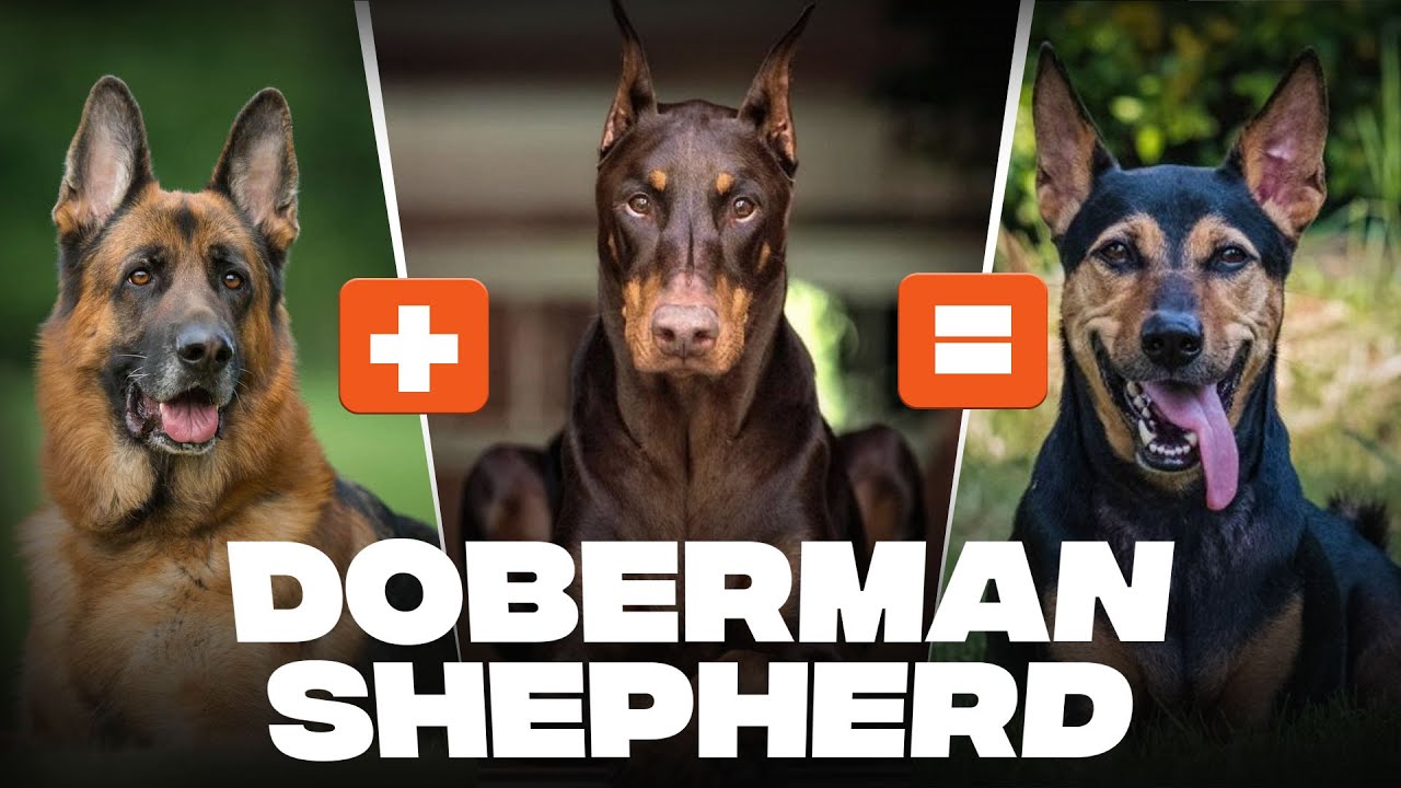 german shepherd doberman mix ultimate guard dog guide