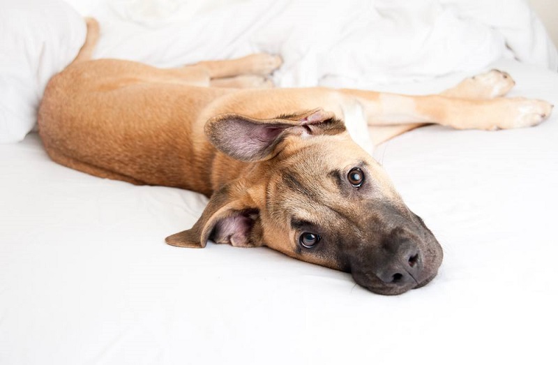 german shepherd great dane mix gentle giants guide 1
