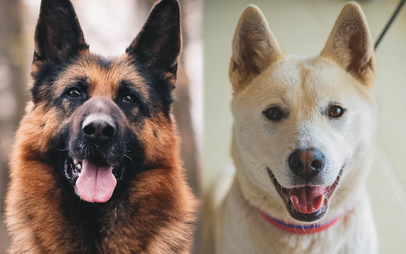 German Shepherd Jindo Mix: Unveiling the Ultimate Hybrid