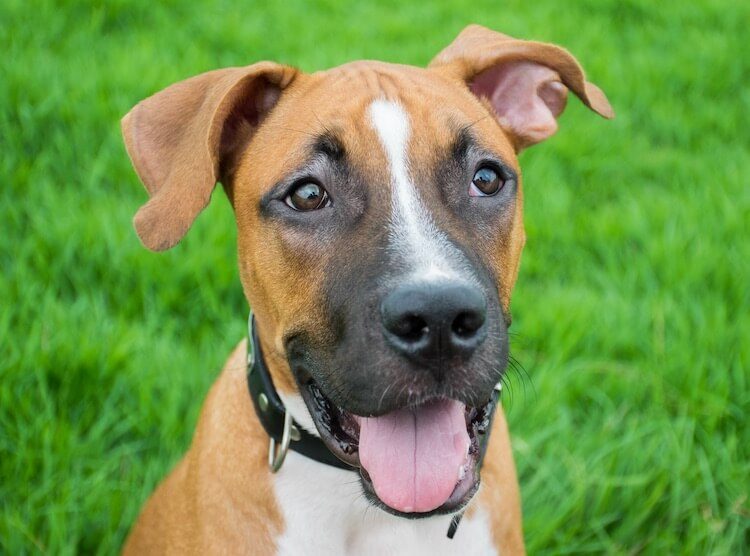 german shepherd pitbull mix the ultimate guide to this unique breed