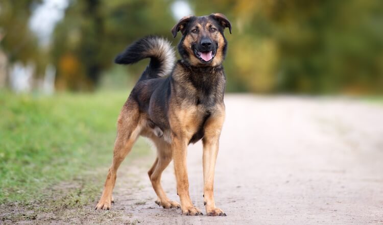 german shepherd rottweiler mix unleashed secrets