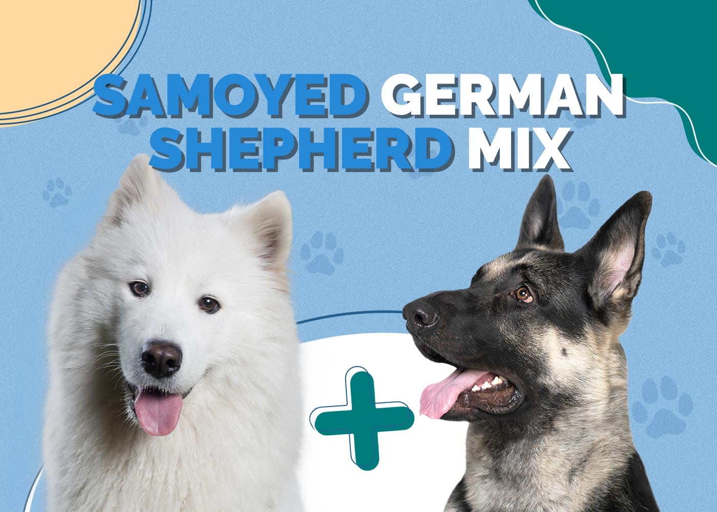 german shepherd samoyed mix unveiling the hybrid vigor