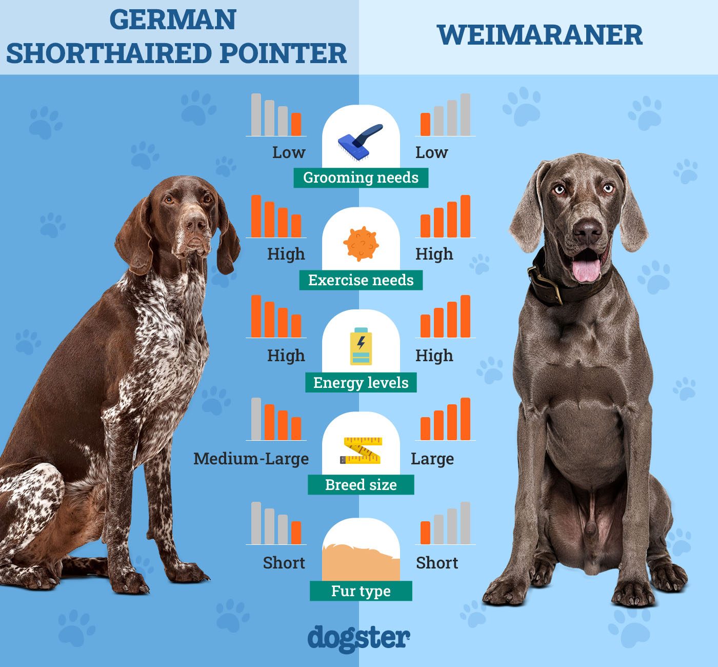 german shorthaired pointer vs weimaraner ultimate breed comparison