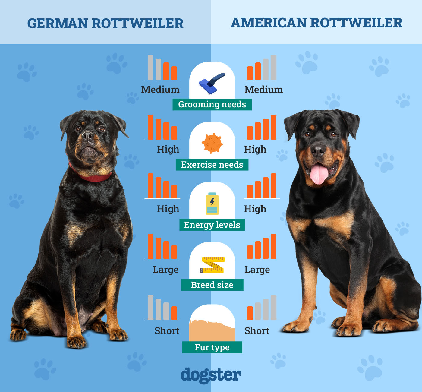 german vs american rottweiler key breed differences