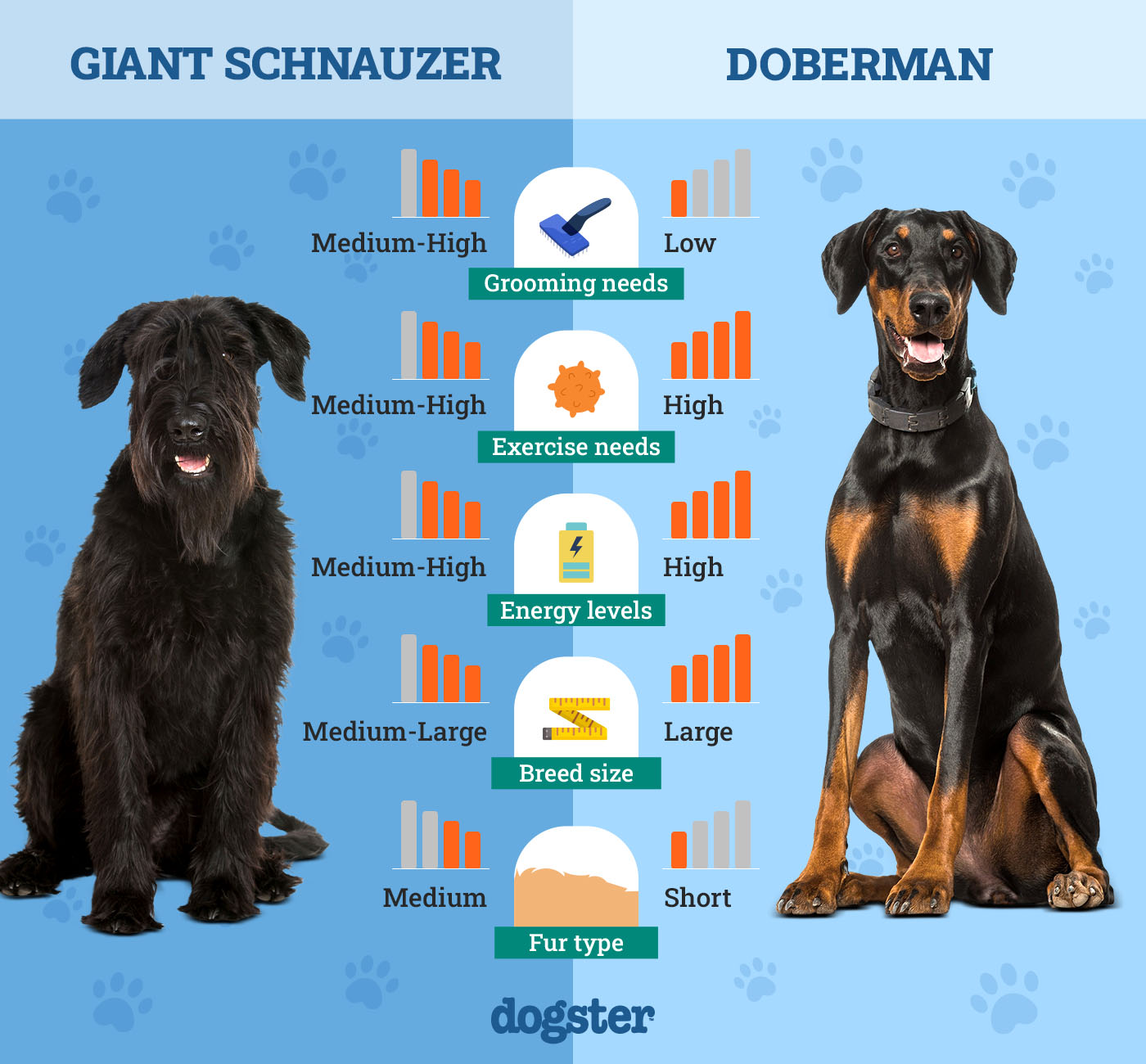 giant schnauzer vs doberman ultimate breed comparison guide