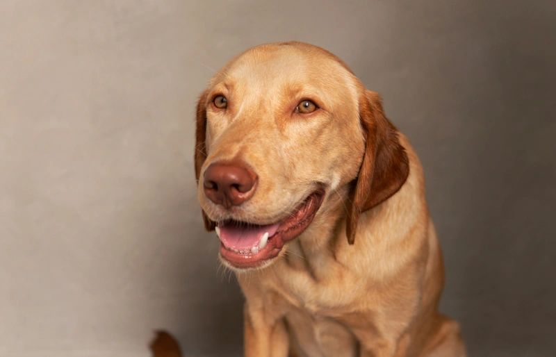 Golden Retriever Vizsla Mix: The Ultimate Family Dog?