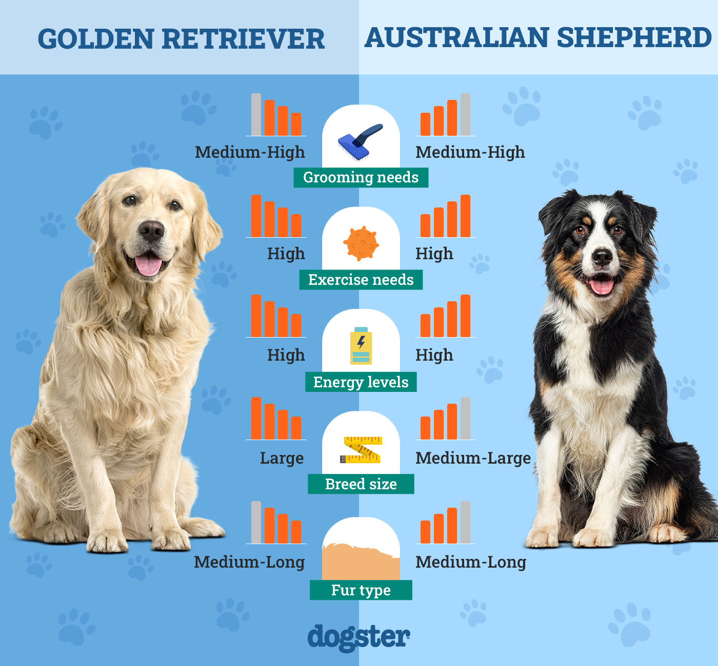 golden retriever vs australian shepherd best family pet 1