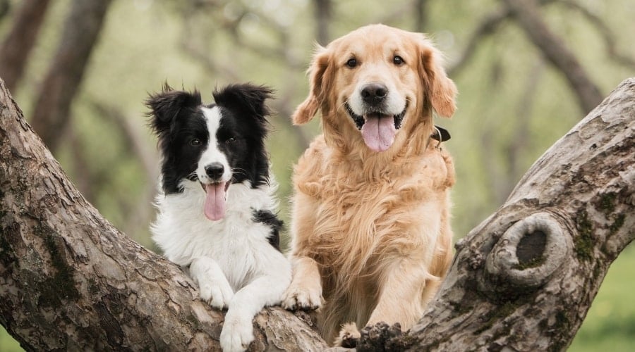 Golden Retriever Vs Border Collie: Best Family Pet?