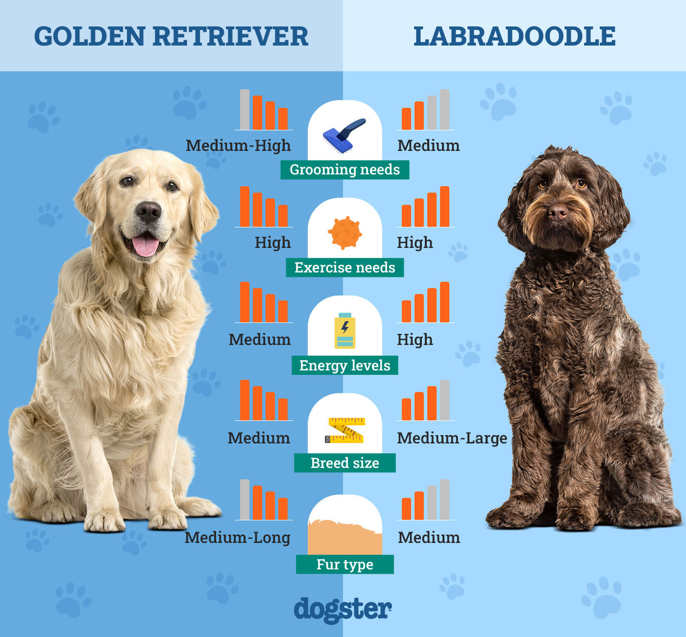 Golden Retriever Vs Labradoodle: The Ultimate Pet Showdown