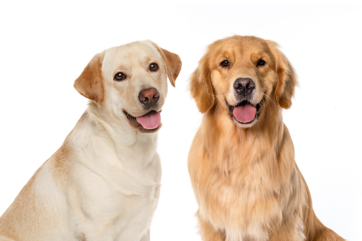 golden retriever vs labrador choosing your perfect pet