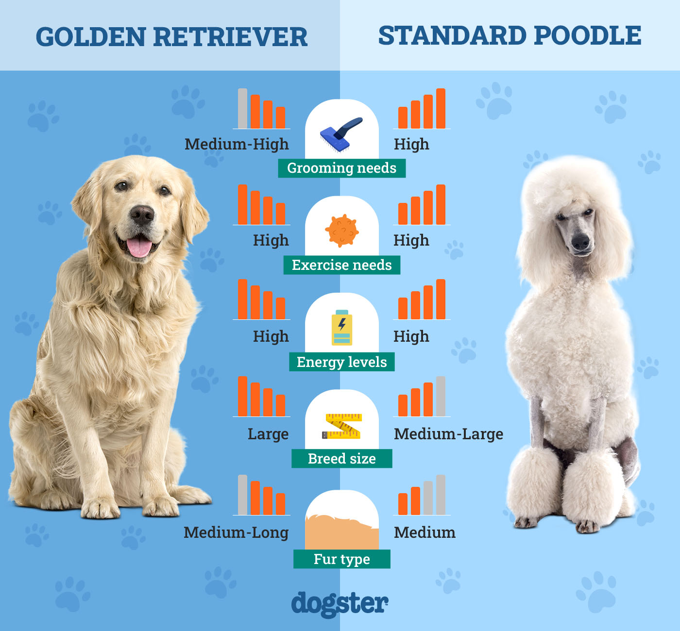golden retriever vs standard poodle top breed battle