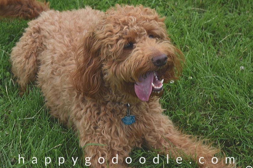 goldendoodle lifespan secrets to their longevity