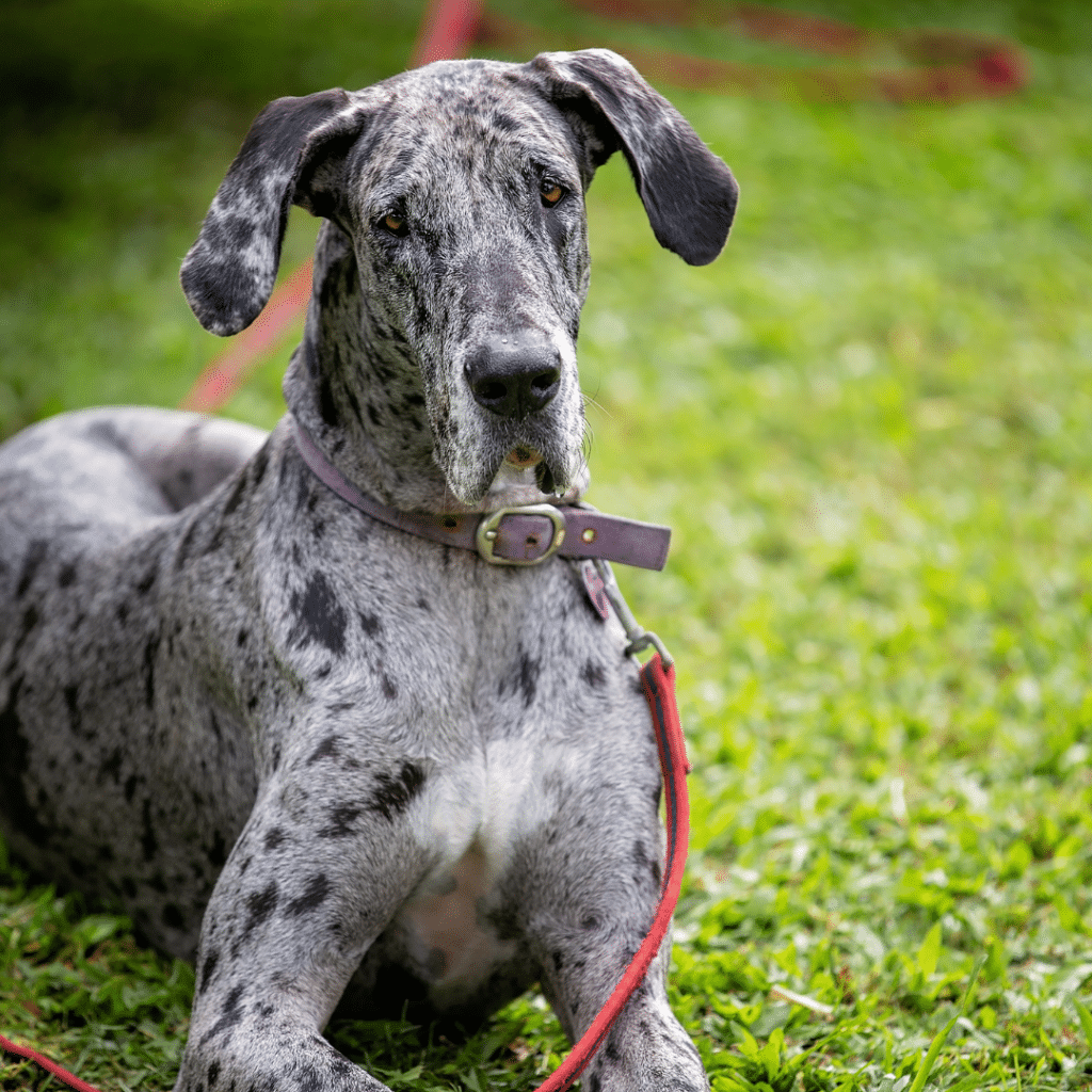 great dane health concerns essential tips for owners