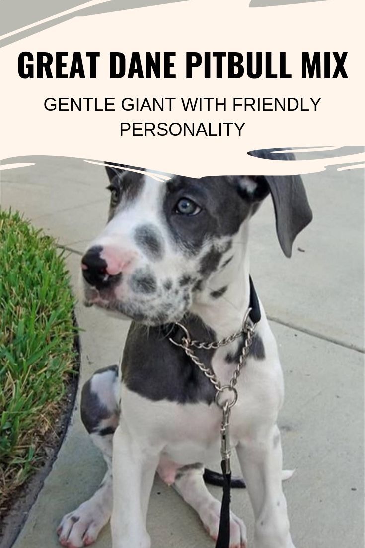 Great Dane Pitbull Mix: Unveiling the Gentle Giant